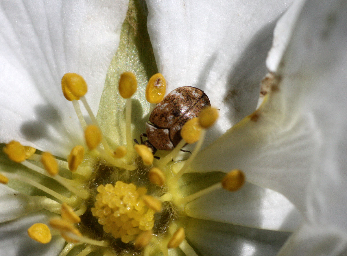 coccinella da determinare